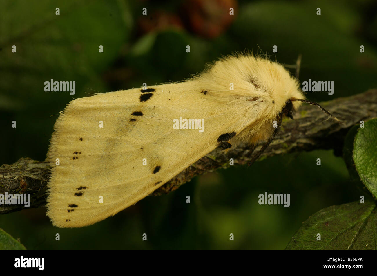 Spilosoma luteum Hermine chamois une espèce d'amphibien .souvent vu dans les jardins. Banque D'Images