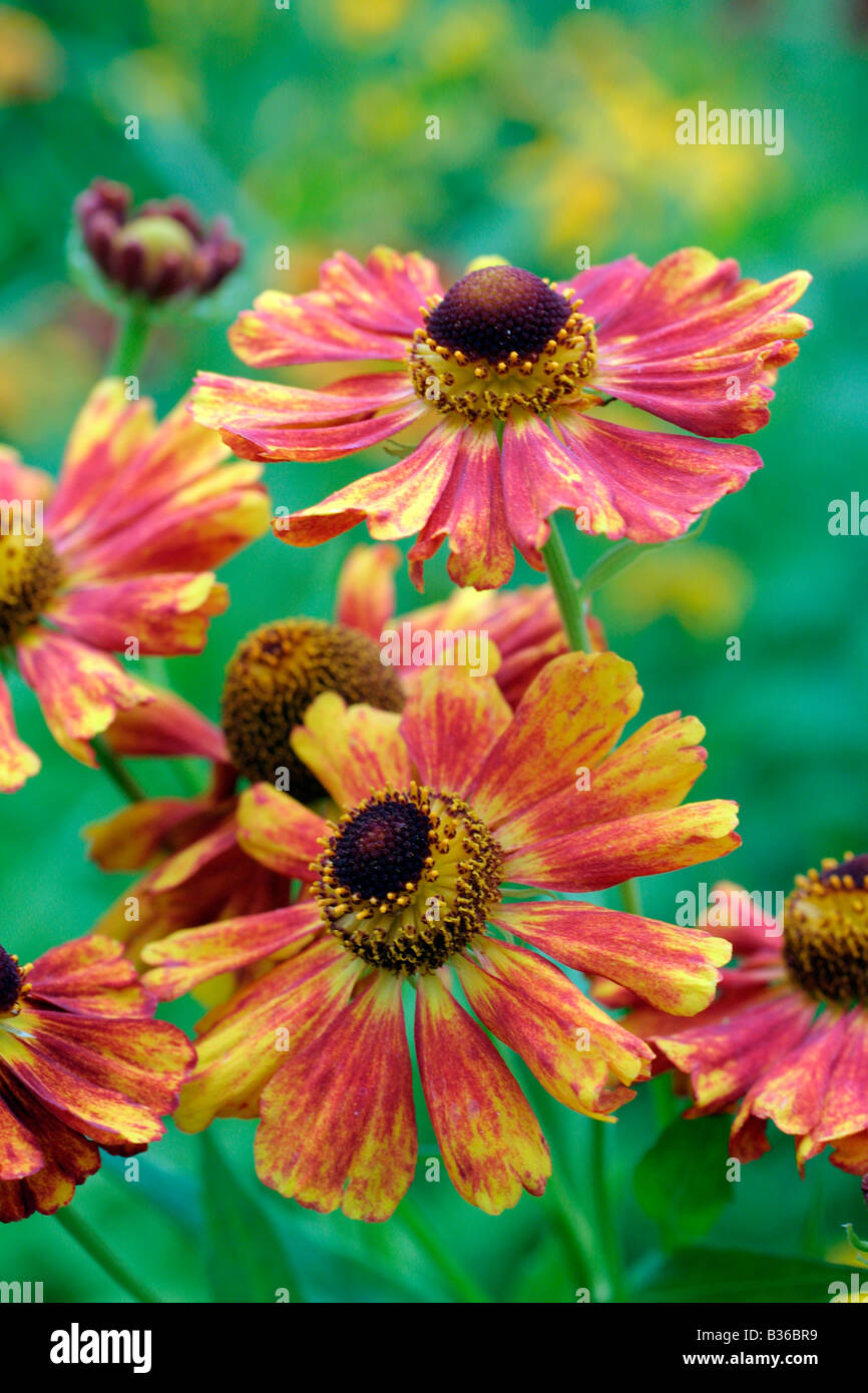 HELENIUM KLEINER FUCHS Banque D'Images