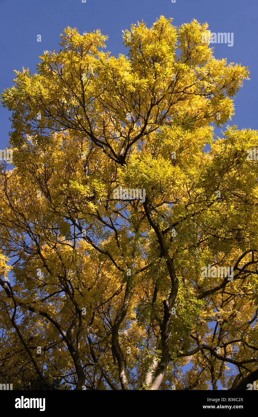 Un arbre affiche c'est couleurs d'automne dans les jardins botaniques, Christchurch Banque D'Images