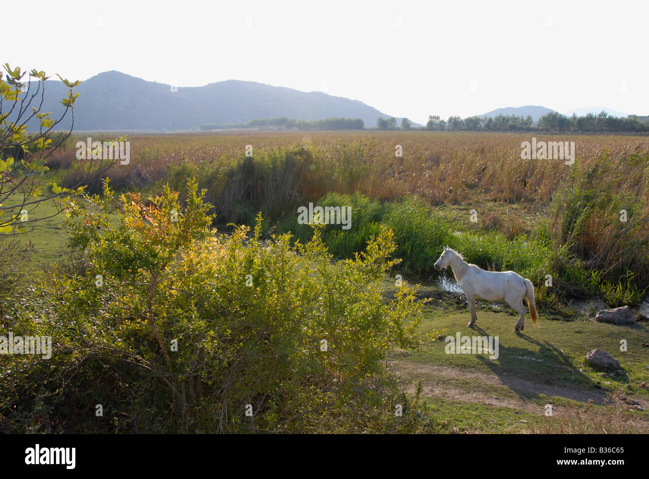 Vue panoramique de cheval blanc dans la prairie à champ, au nord de l'Albanie. Banque D'Images