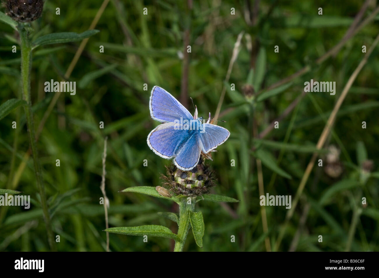 Papillon Bleu commun mâle Polyommatus icarus . Banque D'Images
