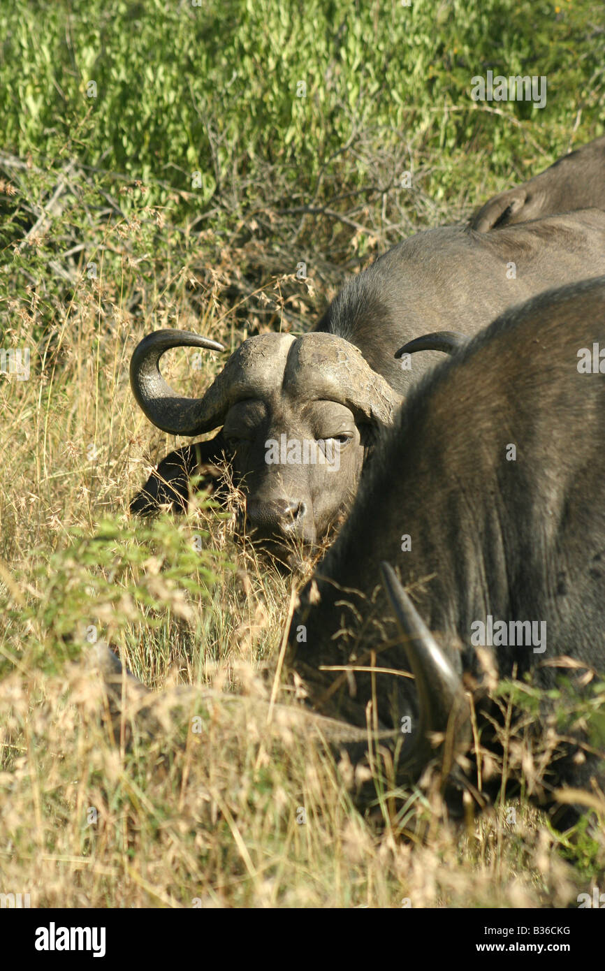 Les buffles d'eau dans la région de Kwa-Zulu Natal, Afrique du Sud Banque D'Images