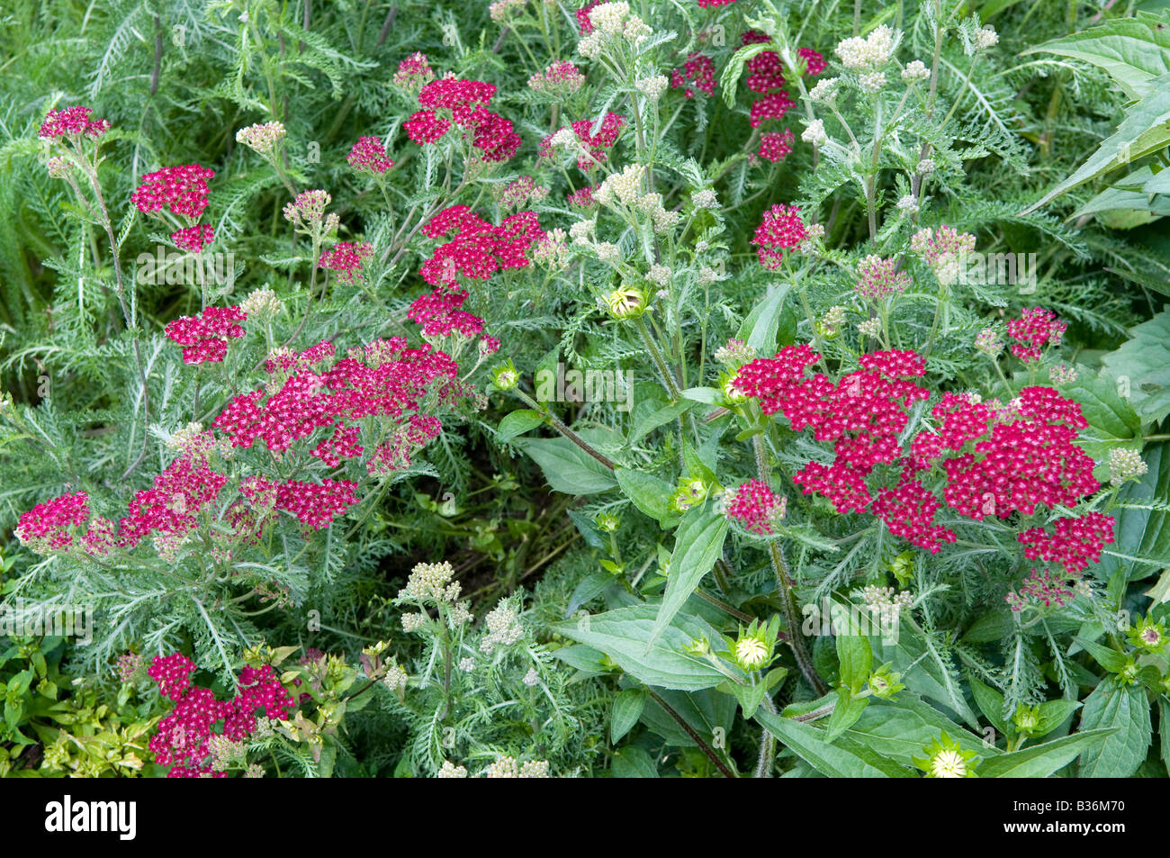 L'Achillea millefolium 'Cerise Queen' Banque D'Images