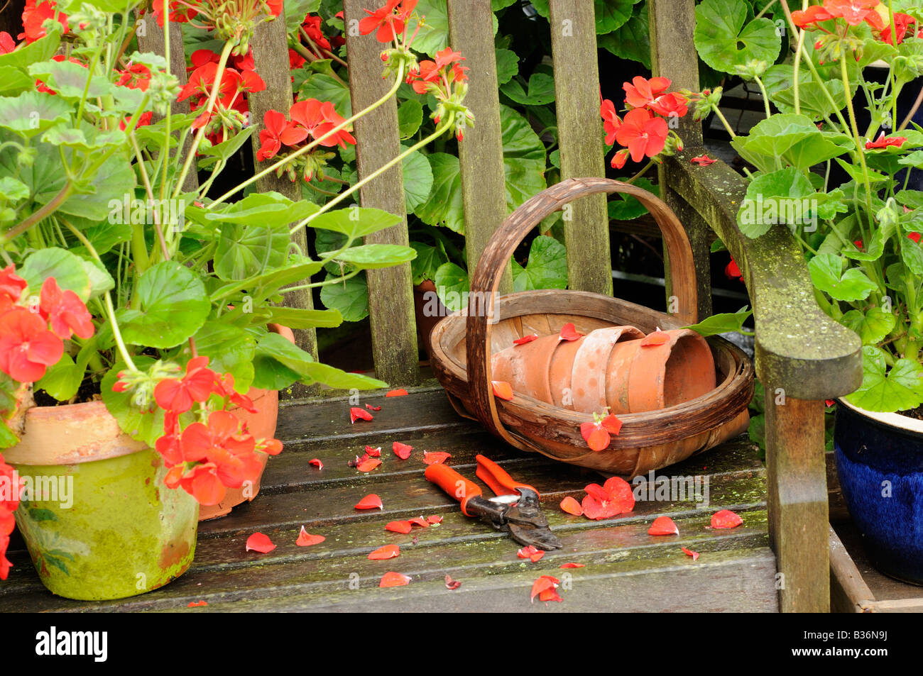 Siège de jardin arbor après la pluie en été avec des géraniums et des articles de jardin août Royaume-uni Norfolk Banque D'Images