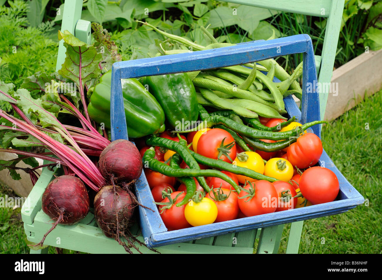 La récolte des légumes de serre de l'extérieur et de cultures trug Banque D'Images