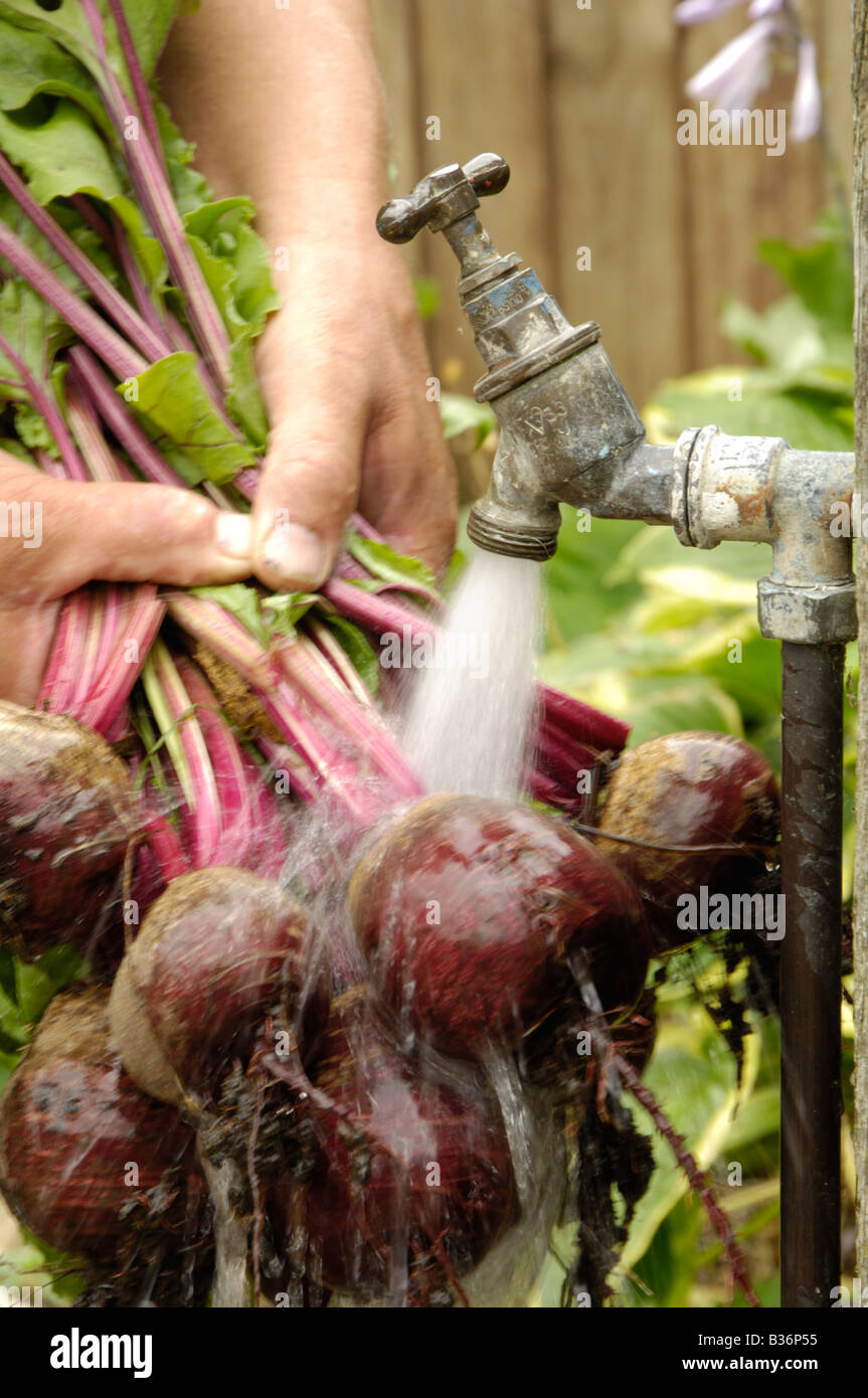 Fraîchement recueillies accueil lavage Betterave Detroit biologiques cultivés sous le robinet de jardin UK Juillet Banque D'Images