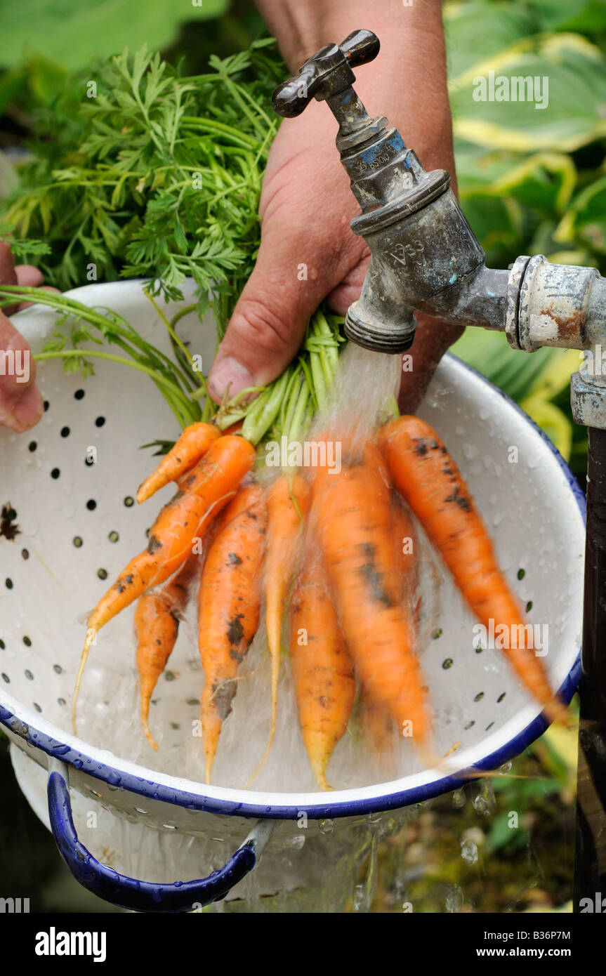Lave-jardinier carottes biologiques cultivés sur nantes début dans une passoire à fontaine jardin août Royaume-uni Norfolk Banque D'Images