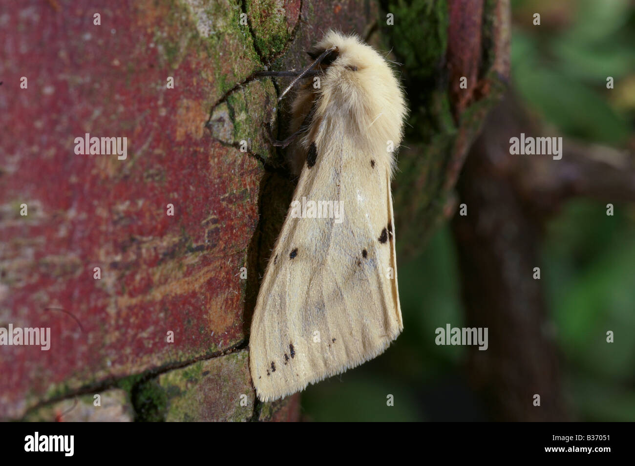 Spilosoma luteum Hermine chamois une espèce d'amphibien .souvent vu dans les jardins. Banque D'Images