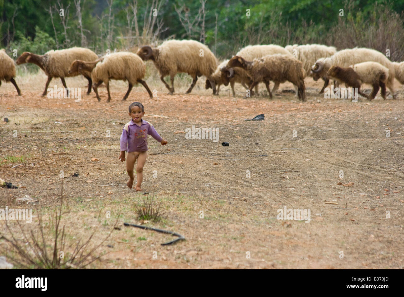 Garçon bédouin et troupeau de moutons près de Tartous en Syrie Banque D'Images