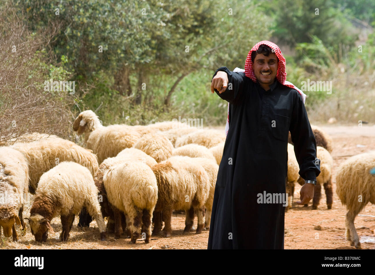 Berger bédouin près de Tartous en Syrie Banque D'Images