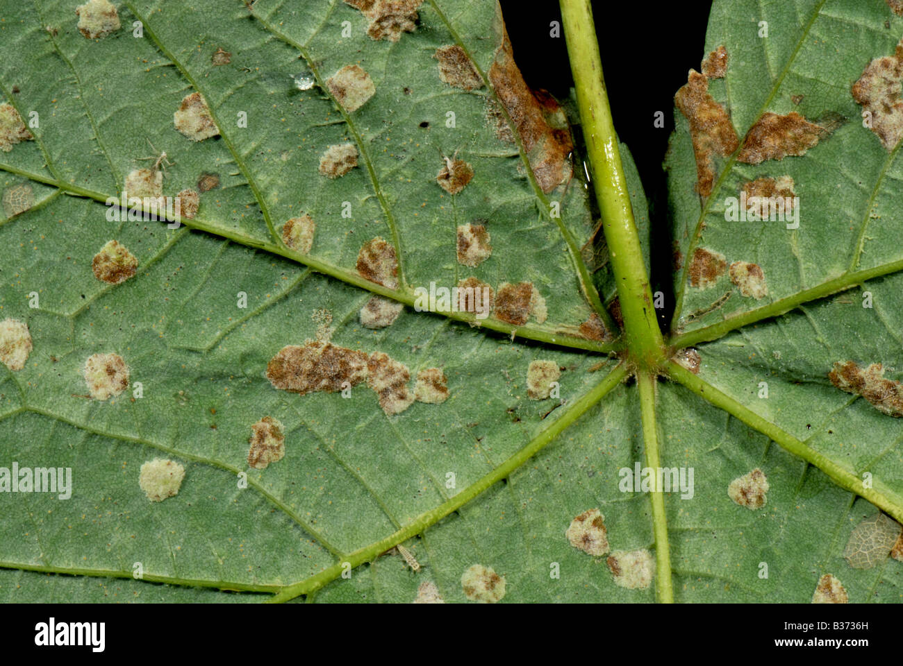 Les galles velues d'un eriophyiid mite Eriophyes sp sur la face inférieure d'une feuille de platane Banque D'Images