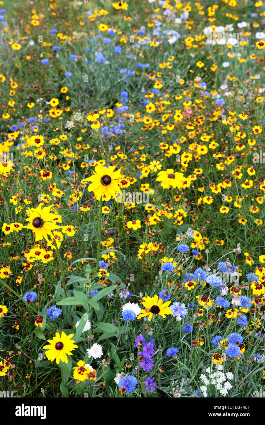 Fleurs mélangées Banque D'Images