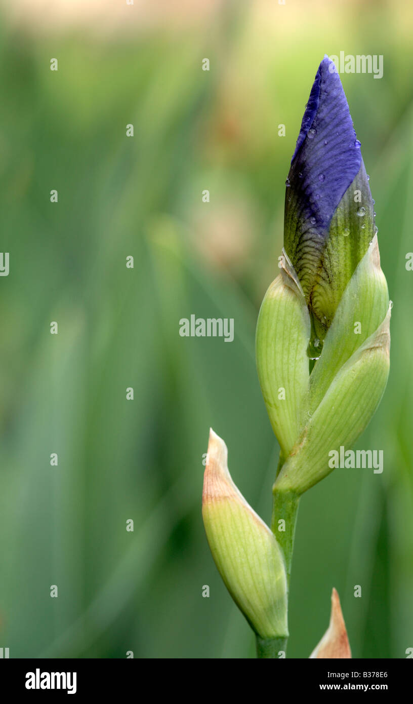 Iris Karoo débourrement Moraea polystachya Banque D'Images