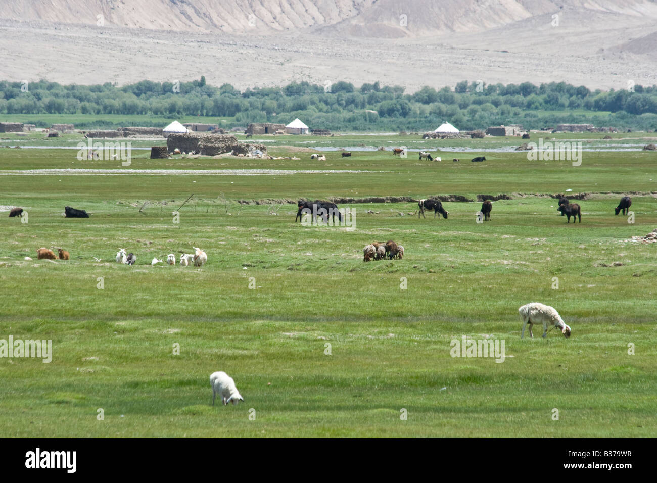 Des yourtes et de bétail sur la route Karakoram dans la province du Xinjiang Chine Banque D'Images