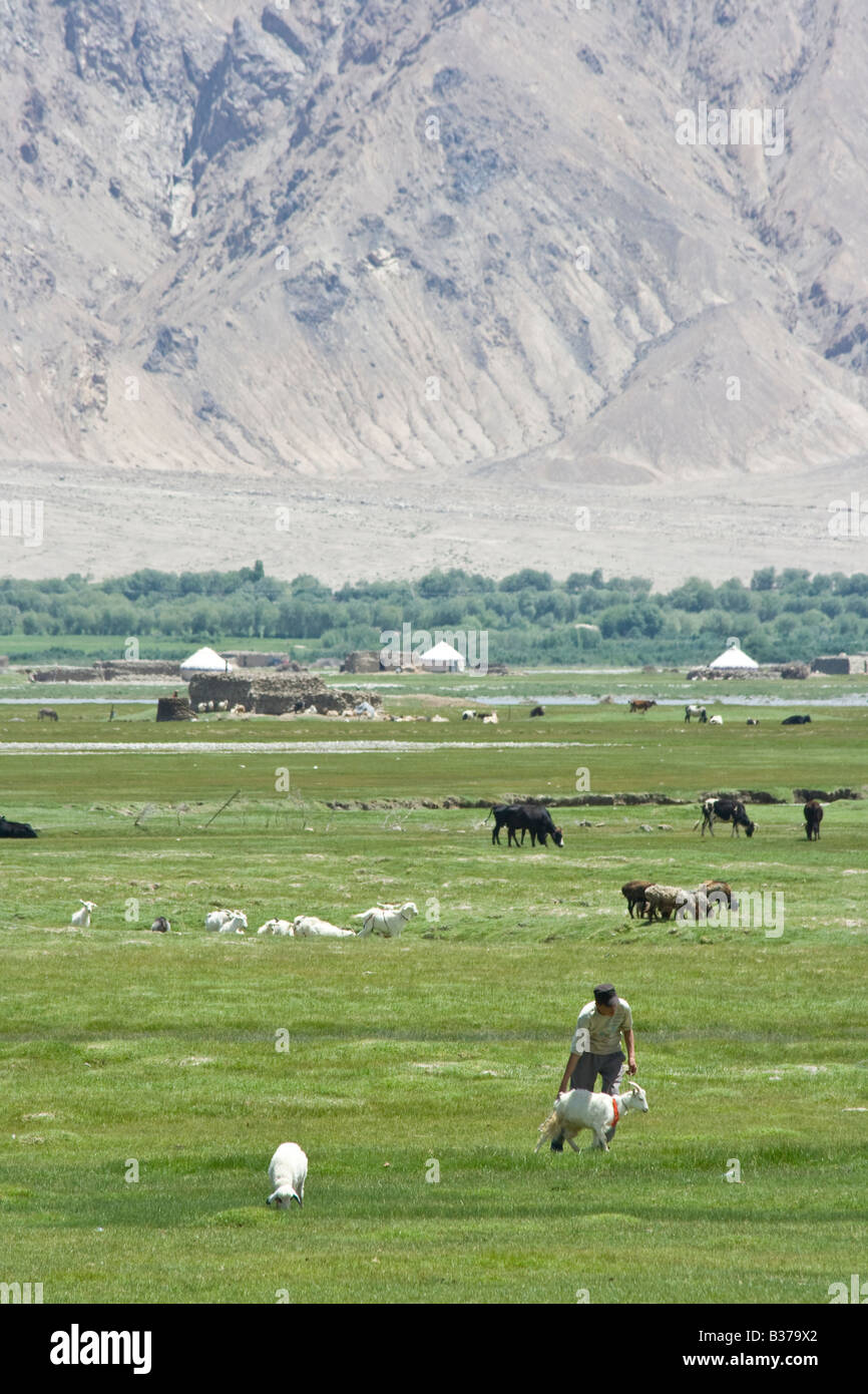 Des yourtes et de bétail sur la route Karakoram dans la province du Xinjiang Chine Banque D'Images