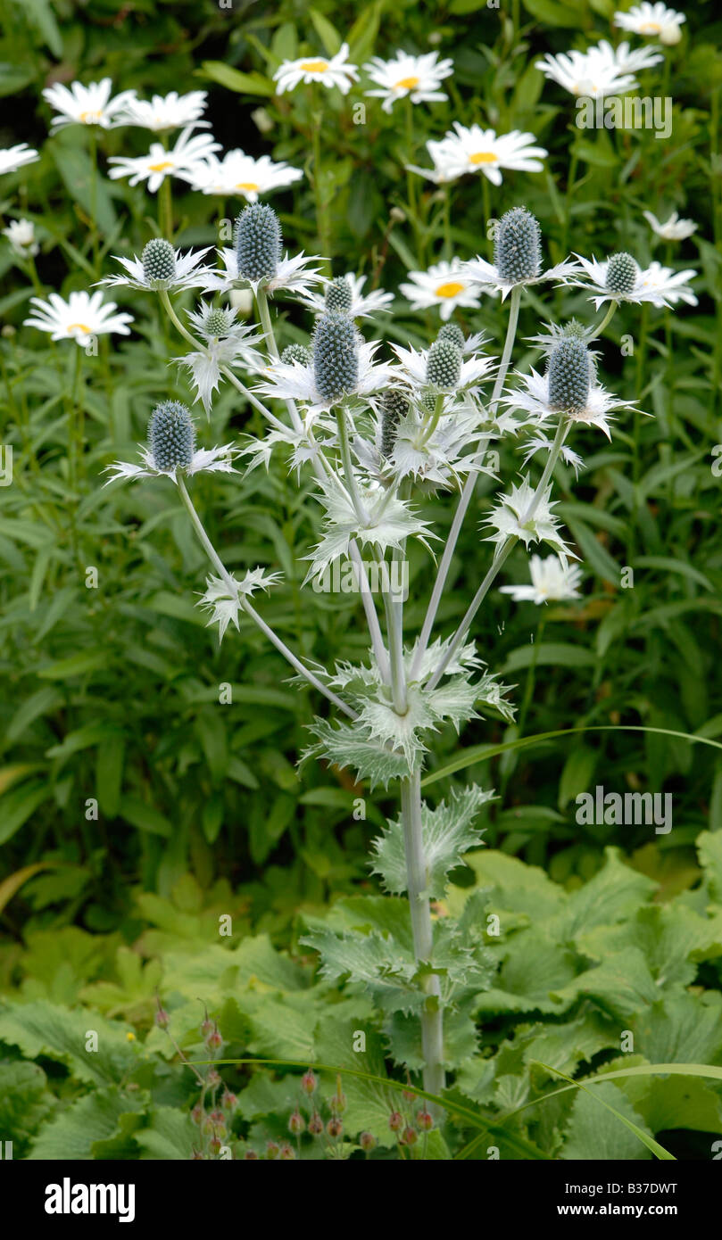 Un bouquet d'Eryngium giganteum, 'Miss Willmott's Ghost', les plantes dans un jardin anglais en été. Banque D'Images