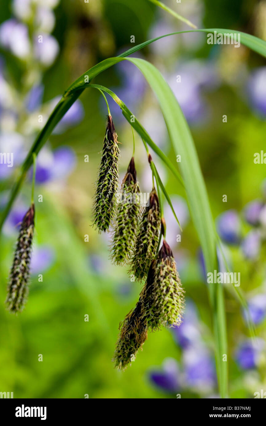 Wild (Carex spp.) Banque D'Images