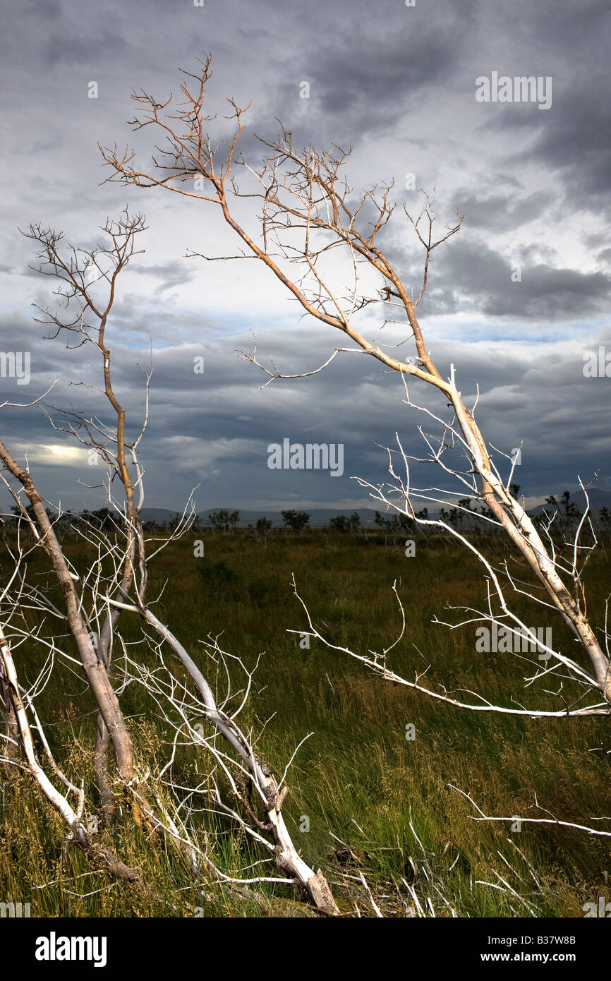 Les arbres endommagés sans leafs au sud de l'Islande Banque D'Images