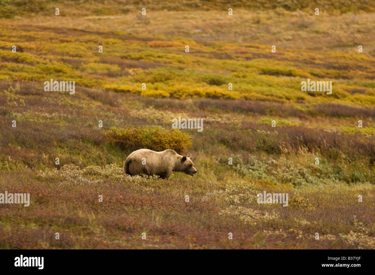 Ours grizzli (Ursus arctos) dans la toundra d'automne Banque D'Images