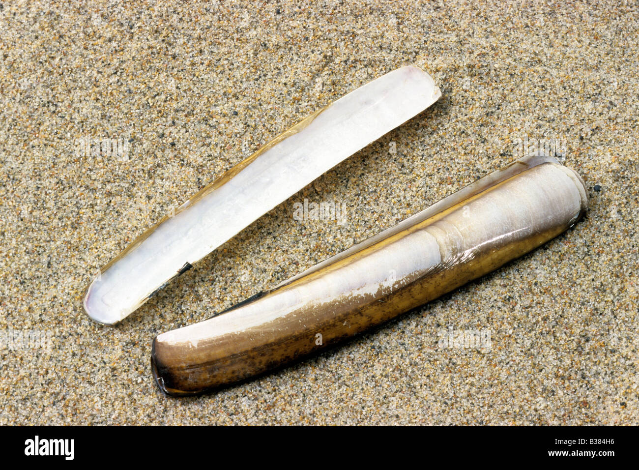 Couteau rainurés Solen marginatus coquillages sur le sable Photo Stock ...