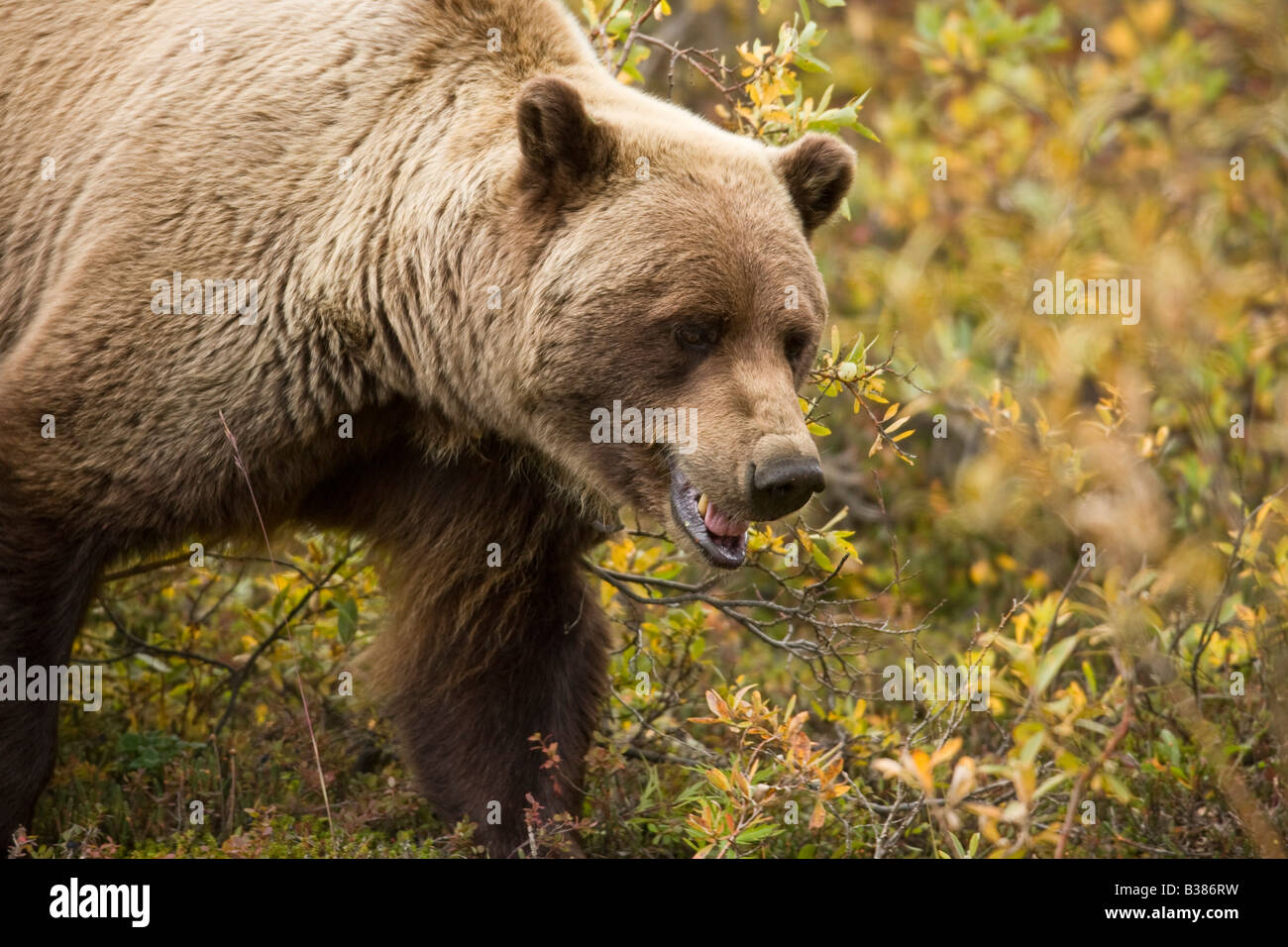 Ours grizzli (Ursus arctos) navigue sur la toundra Banque D'Images