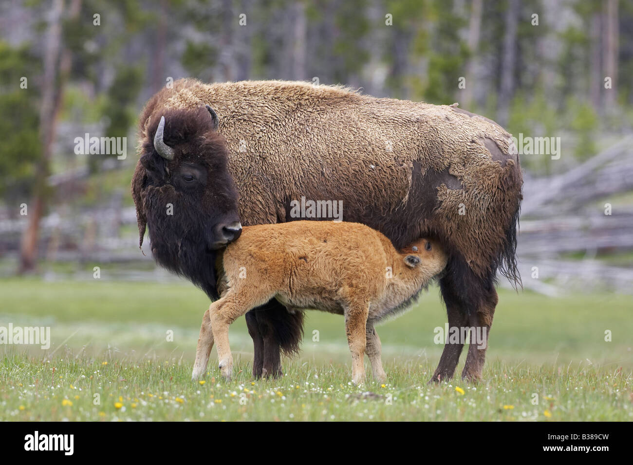 Bison (Bison bison), femelle adulte jeune veau de lait Banque D'Images