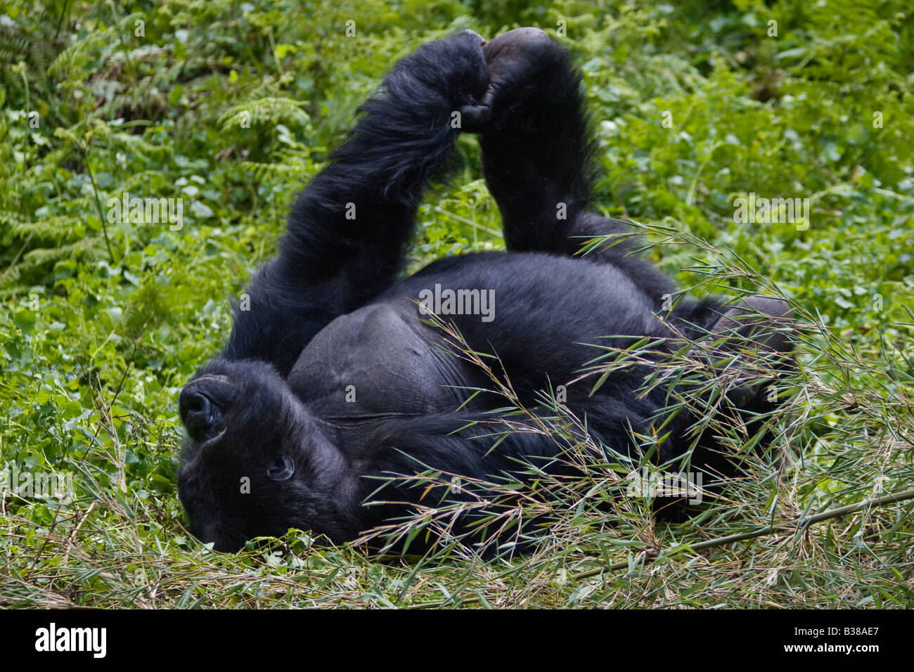 Une femelle gorille de montagne Gorilla beringei beringei du groupe PAVILLON SABYINYO stretched dans les parc national des volcans, Rwanda Banque D'Images