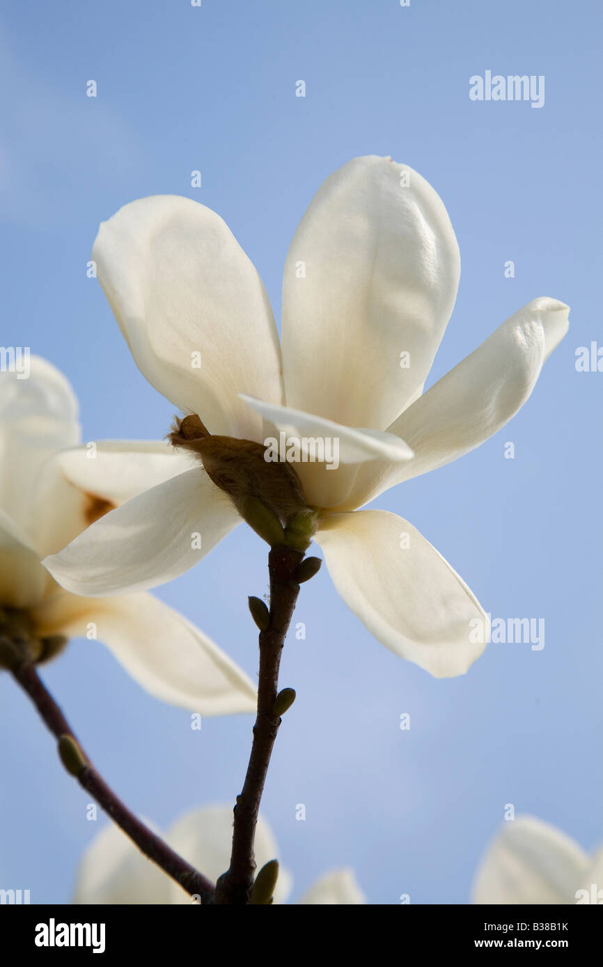 Fleur de Magnolia en fleur unique Banque D'Images