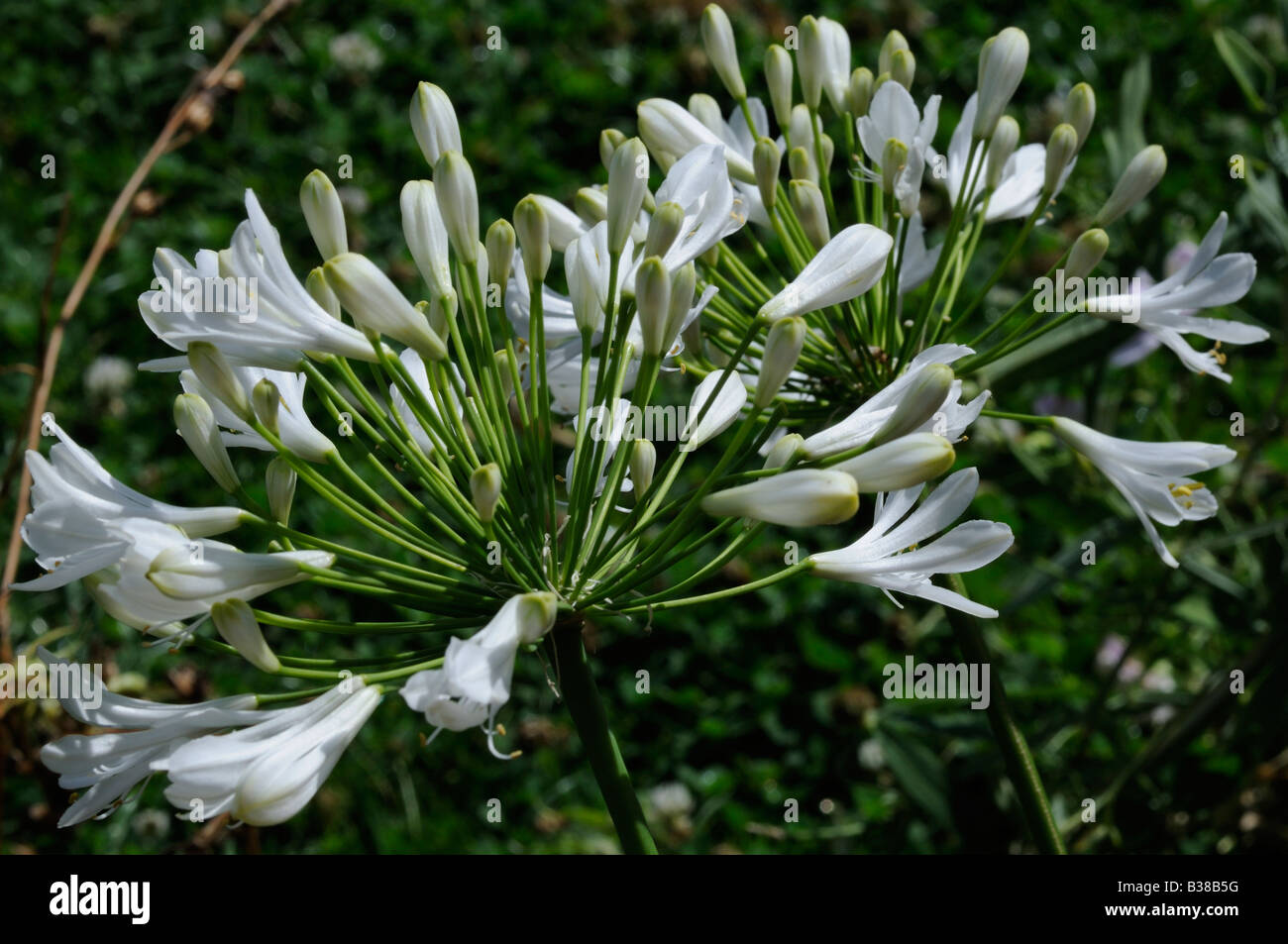 Agapanthus Banque D'Images