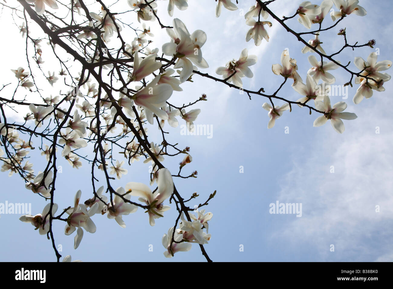 Sous un magnolia en fleurs Banque D'Images