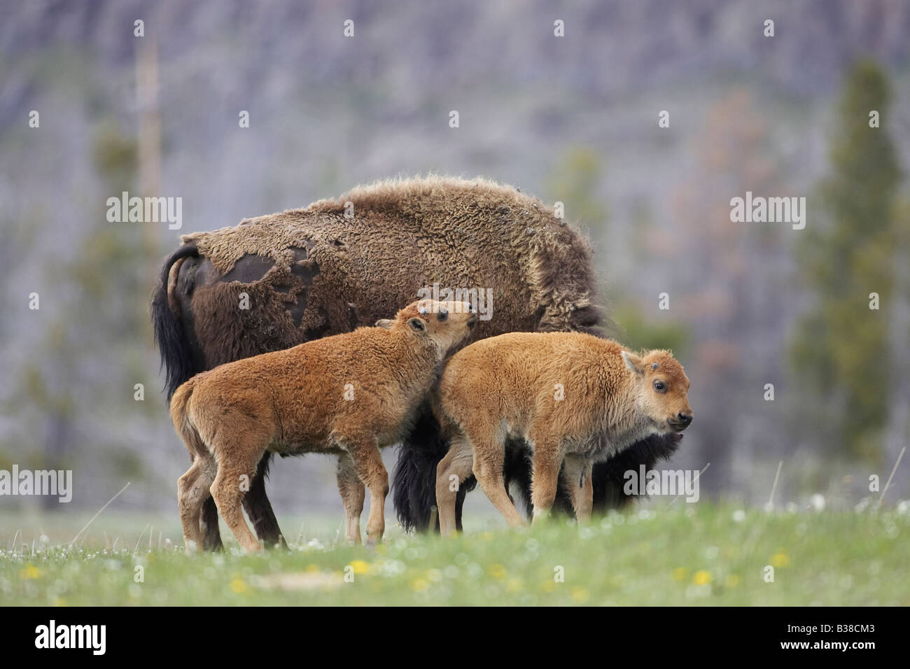 Bison (Bison bison), deux jeunes veaux avec mère Banque D'Images