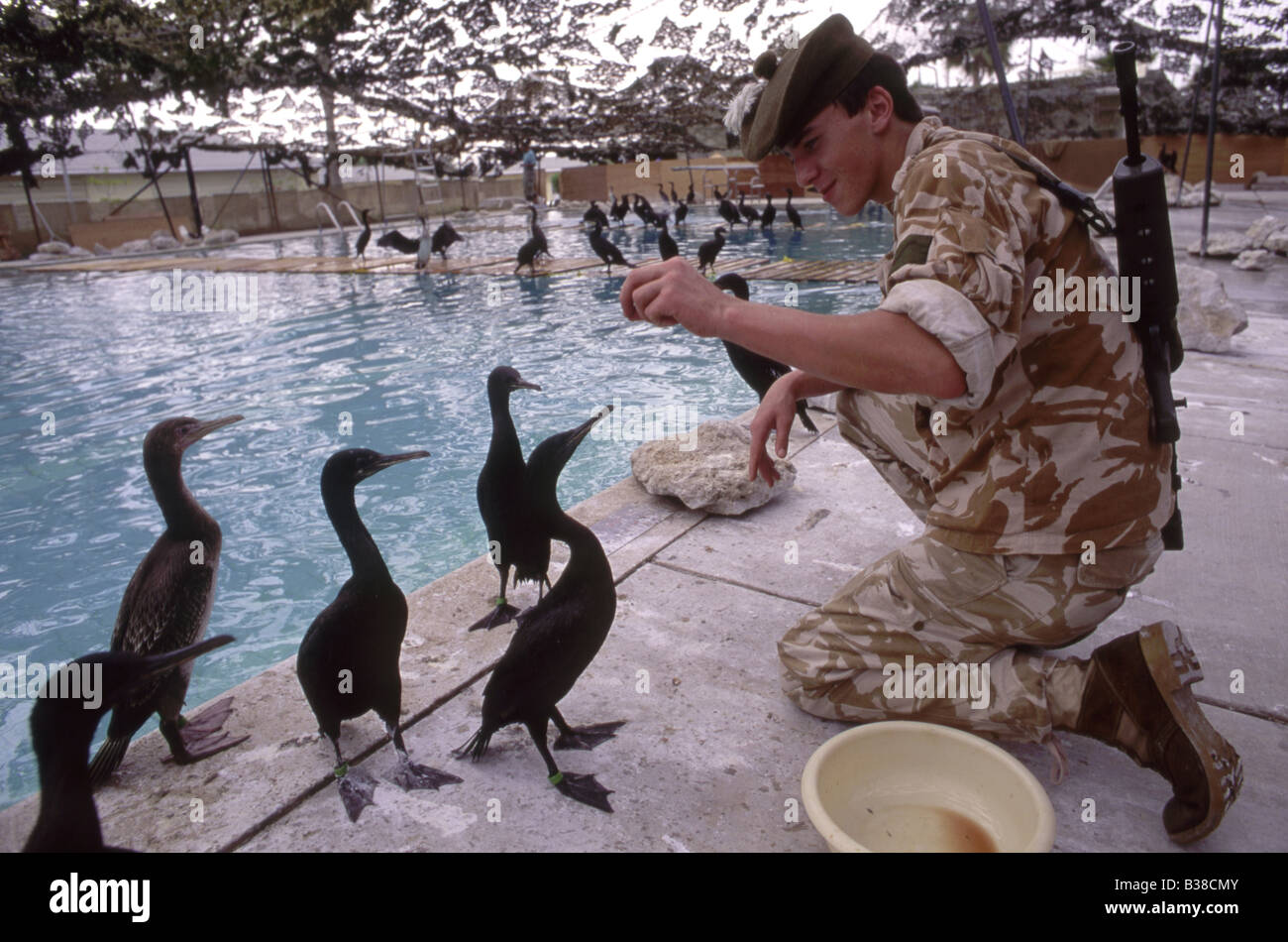 Un soldat allié préalablement huilée alimentation Socotra cormorans (Phalacrocorax nigrogularis) dans un centre de réadaptation, guerre du Golfe Banque D'Images
