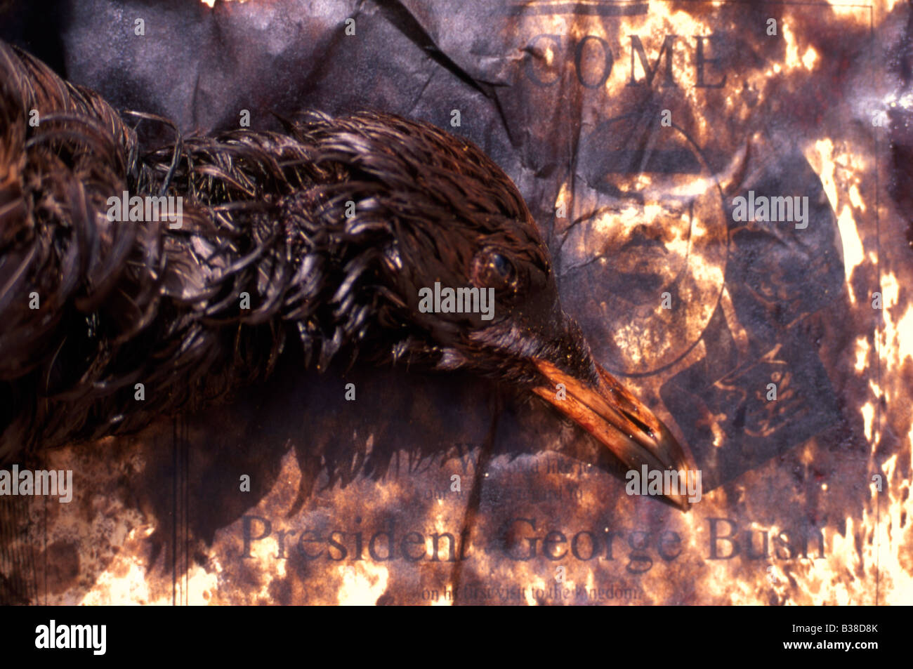Portrait d'un des oiseaux mazoutés morts dans un centre de réadaptation, guerre du Golfe 1991 Banque D'Images