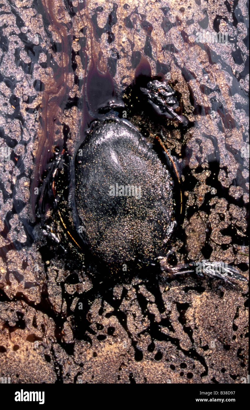 Huilés grèbe à cou noir Podiceps nigricollis, Arabie Saoudite, 1991 catastrophe écologique du Golfe Banque D'Images
