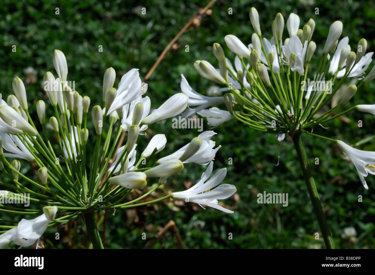 Agapanthus Banque D'Images