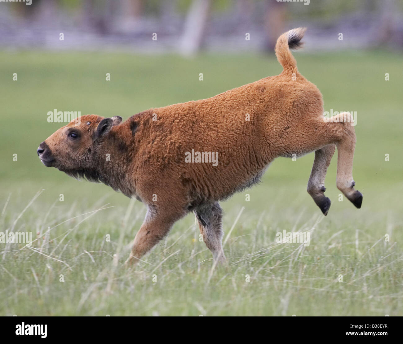 Bison (Bison bison), jeune veau tournant Banque D'Images