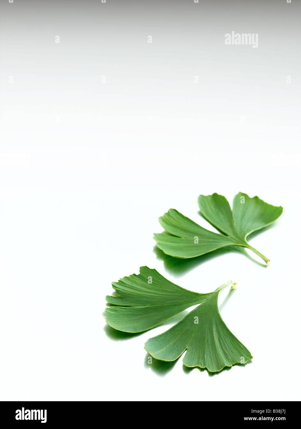 Ginkgo Banque D'Images