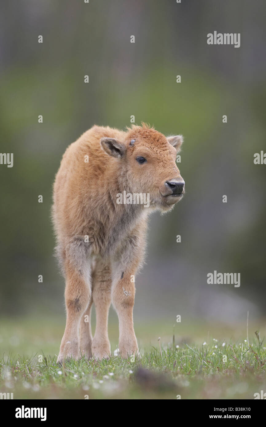Bison (Bison bison), jeune veau standing in meadow Banque D'Images