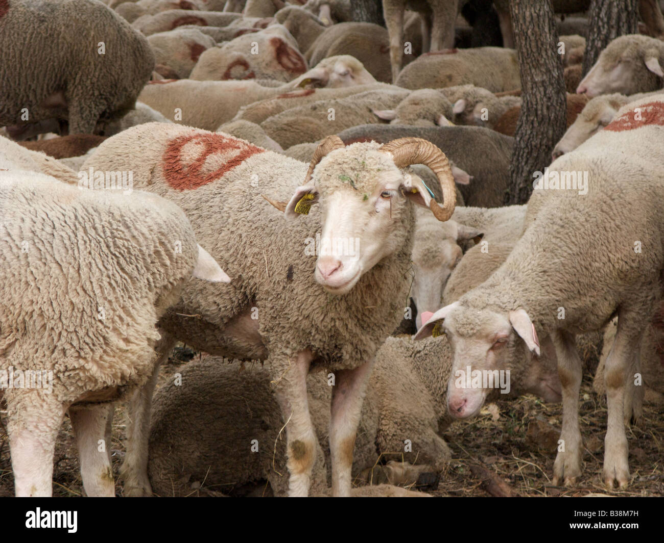Beaucoup de repos et des moutons paissant dans la Forêt, Montauroux, Var, France Banque D'Images
