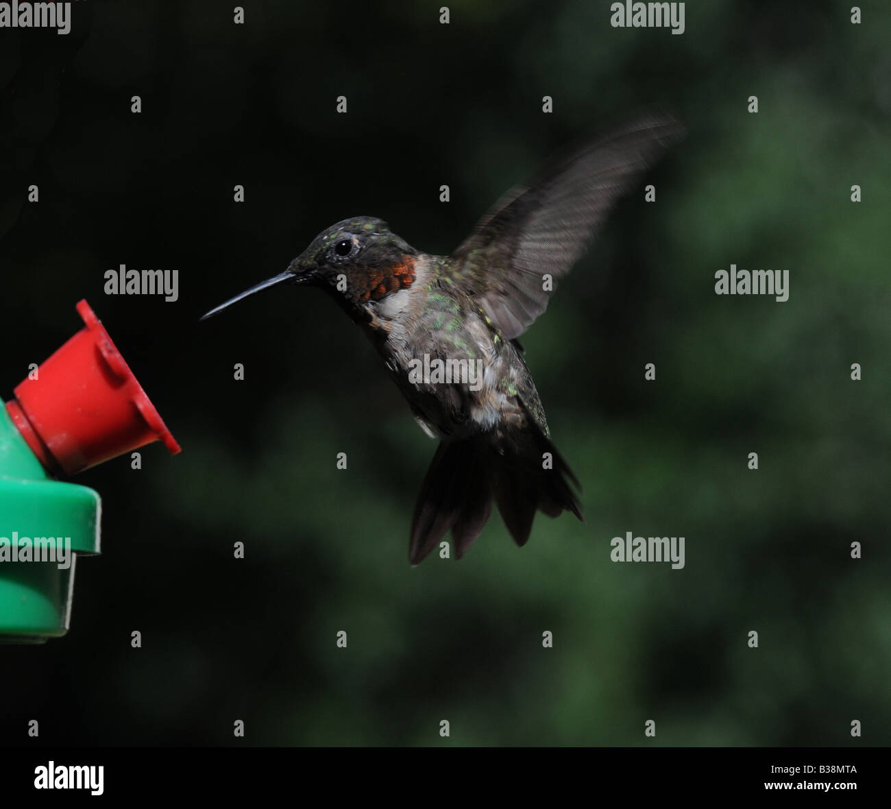 L'alimentation des colibris mâles Banque D'Images