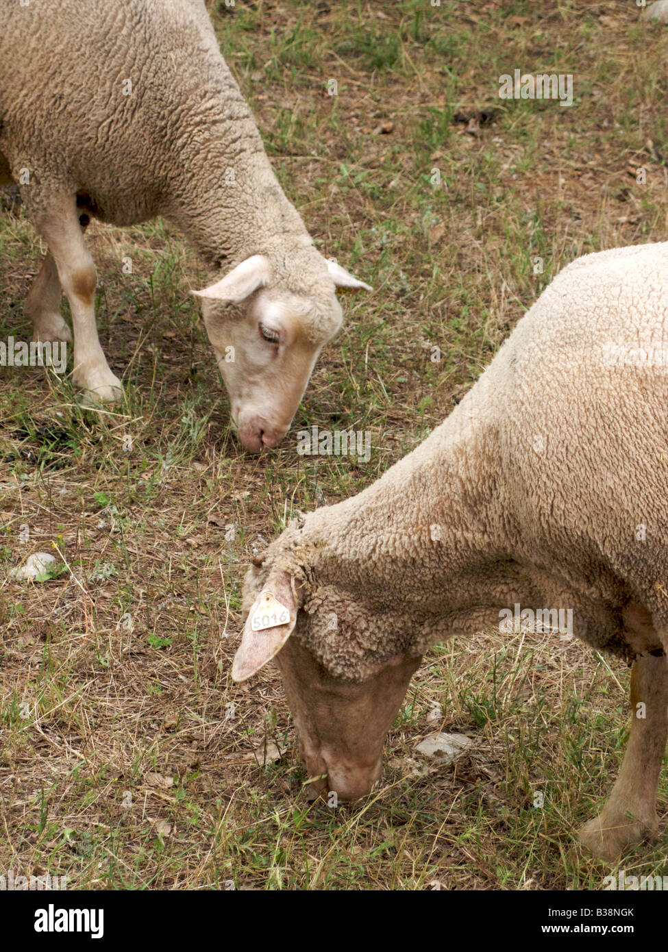Repos et le pâturage des moutons de Woodland, Montauroux, Var, France Banque D'Images
