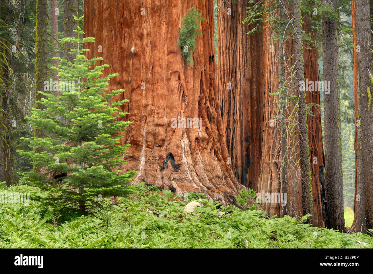 Séquoias Géants, ou Californie Redwoods, en séquoia et King Canyon National Park Banque D'Images