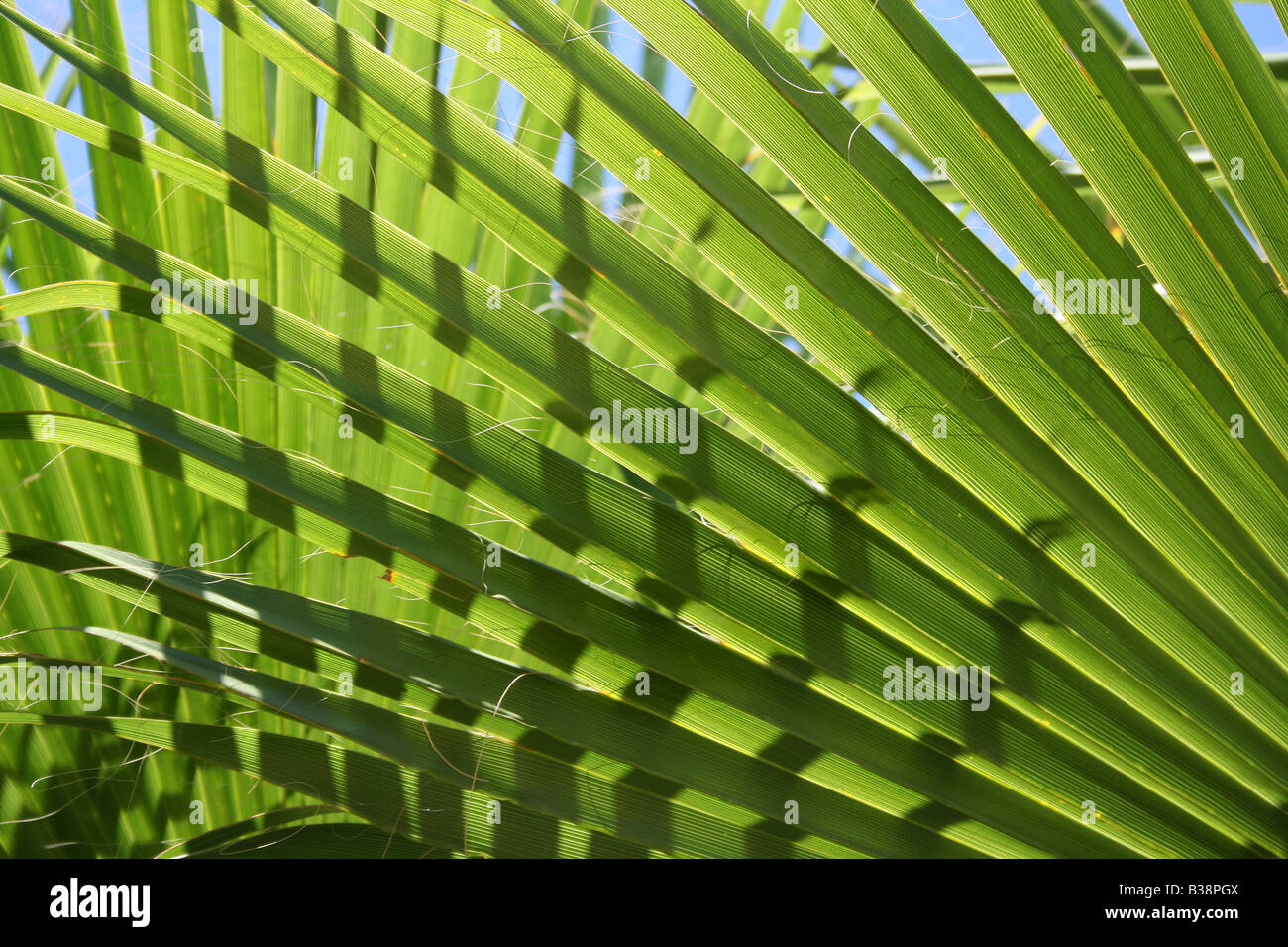 Feuilles de palmiers Chusan Banque D'Images