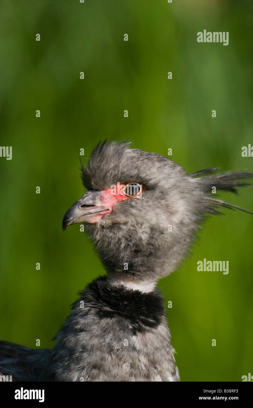 Crested Screamer se tenait à la distance dans l'diddle. Banque D'Images