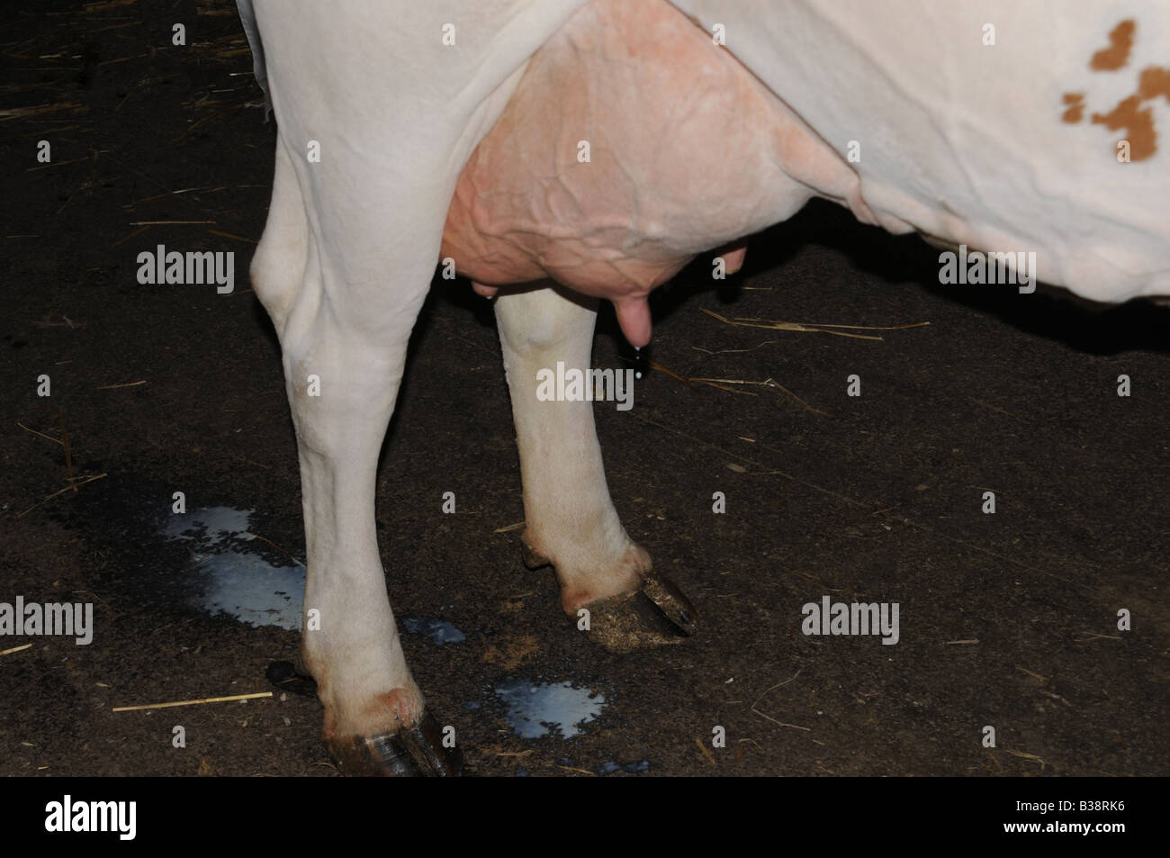 Vache blanche en attente d'être traites Banque D'Images