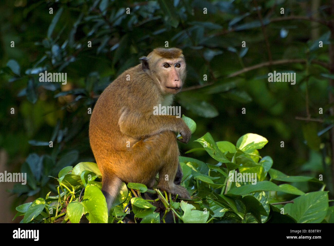 Monkey Sri Lanka Banque D'Images