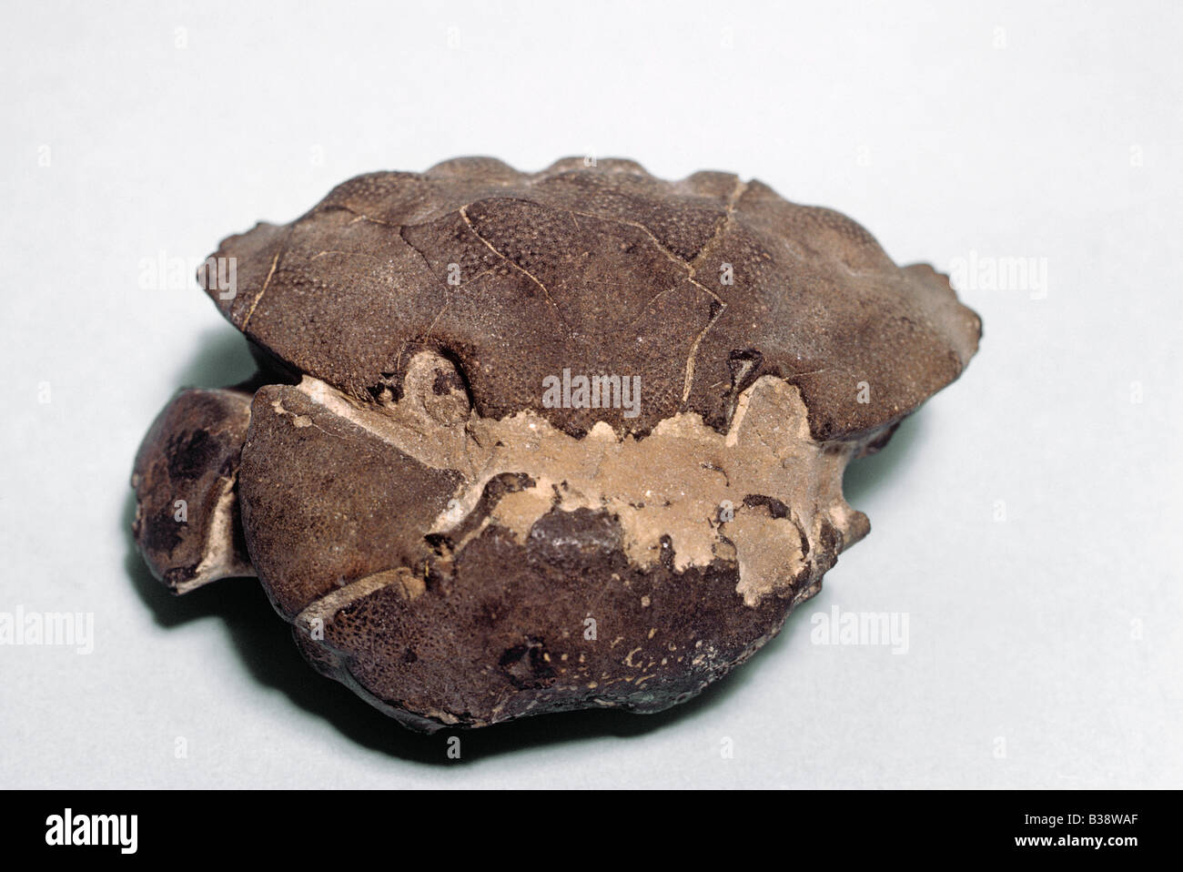 Crabe Xanthopsis leachi fossiles tertiaires Banque D'Images