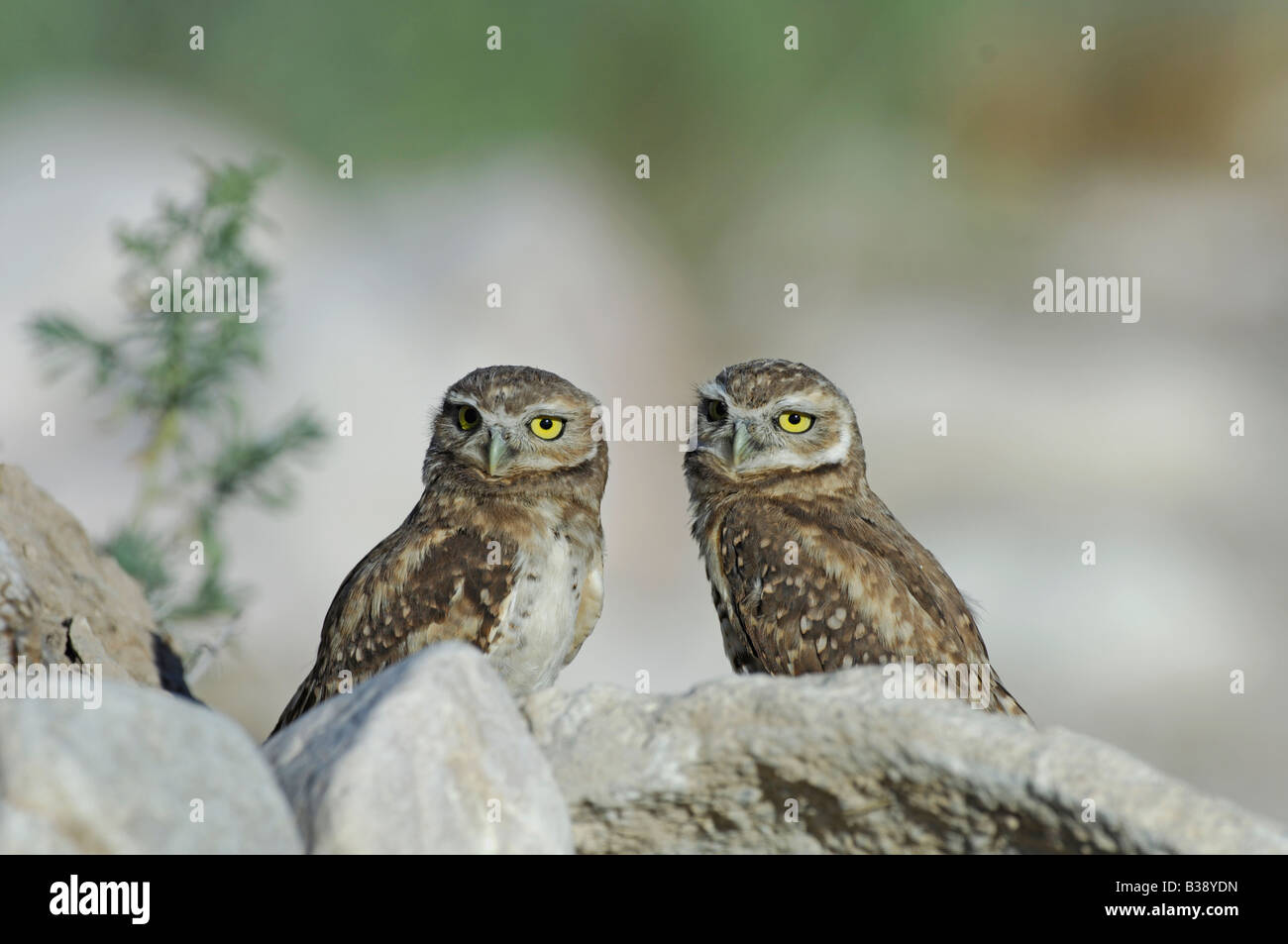 Stock photo de deux chevêches des terriers assis derrière des rochers par leur densite, Grand Lac Salé, en Utah. Banque D'Images