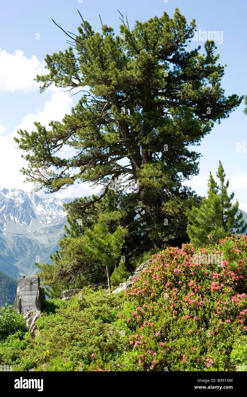 Berglandschaft im Pitztal Tirol, paysage à la montagnes du Tyrol Banque D'Images