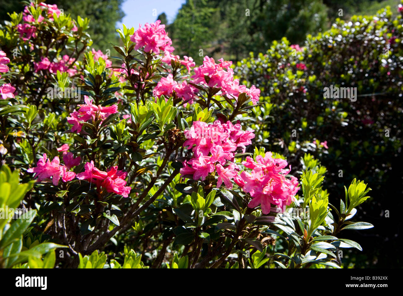 Bluehende Alpenrosen, blooming rose des Alpes Banque D'Images